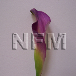 mini calla lilies purple